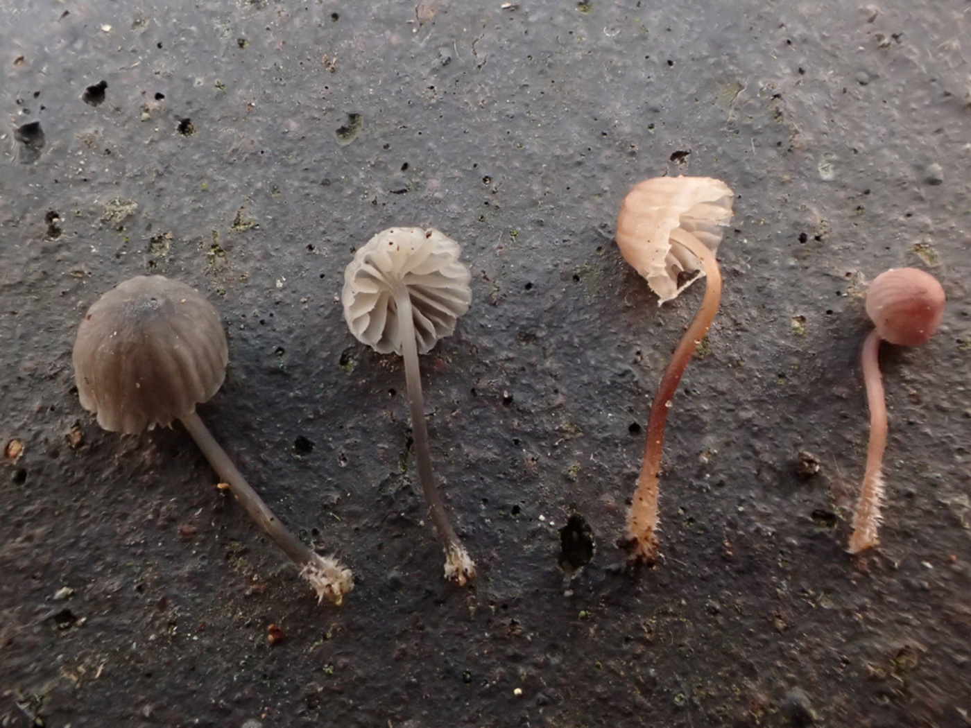 Photo © Sarah Ebdon Mycena meliigena by Sarah Ebdon